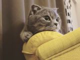 Scottish Fold Whiskas Dişi Kısırlaştırılmış Ücretli