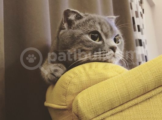 Scottish Fold Whiskas Dişi Kısırlaştırılmış Ücretli görsel