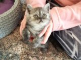 British Fold , Lilac Ve Blue Tabby Yavrulari