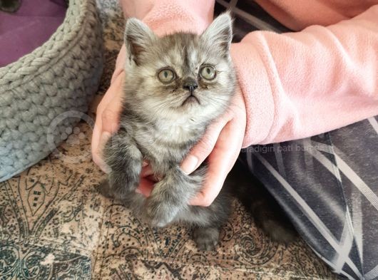 British Fold , Lilac Ve Blue Tabby Yavrulari görsel