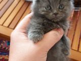 British Fold , Lilac Ve Blue Tabby Yavrulari