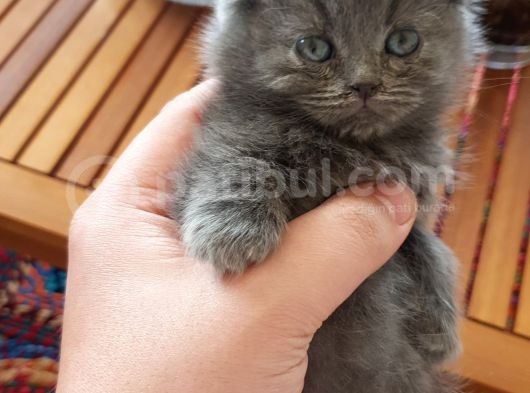 British Fold , Lilac Ve Blue Tabby Yavrulari görsel