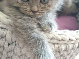 British Fold , Lilac Ve Blue Tabby Yavrulari