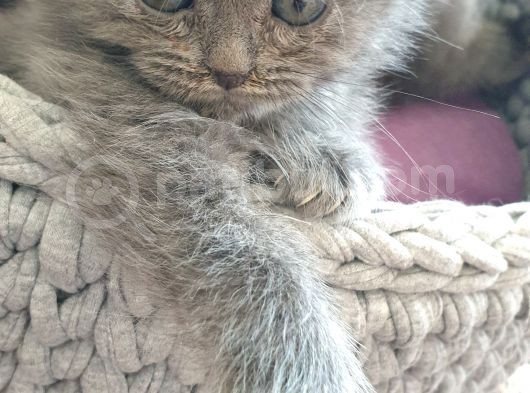 British Fold , Lilac Ve Blue Tabby Yavrulari görsel