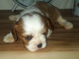 Erkek Bebek King Charles