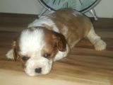Erkek Bebek King Charles