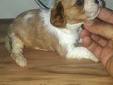 Erkek Bebek King Charles