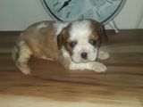 Erkek Bebek King Charles