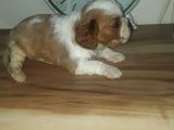 Erkek Bebek King Charles