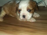 Erkek Bebek King Charles