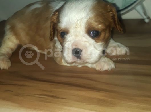 Erkek Bebek King Charles