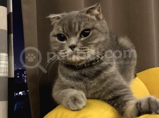 Scottish Fold Whiskas Dişi Kısırlaştırılmış Ücretli görsel
