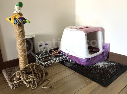 Scottish Fold Whiskas Dişi Kısırlaştırılmış Ücretli görsel