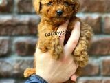 Red Brown Toy Poodle Erkek Yavrumuz