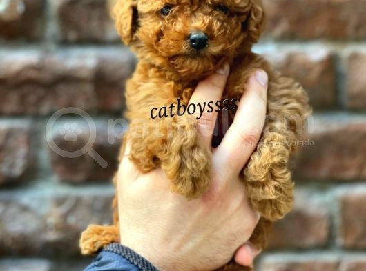 Red Brown Toy Poodle Erkek Yavrumuz görsel