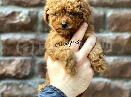 Red Brown Toy Poodle Erkek Yavrumuz görsel
