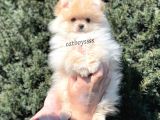 Irk Ve Sağlık Garantili Pomeranian Boo Erkek Yavrumuz