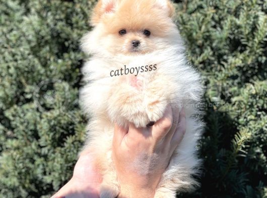 Irk Ve Sağlık Garantili Pomeranian Boo Erkek Yavrumuz görsel