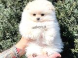 Teady Bear Pomeranian Boo Dişi Yavrumuz