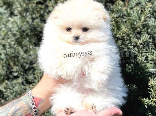 Teady Bear Pomeranian Boo Dişi Yavrumuz görsel