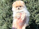 Irk Ve Sağlık Garantili Pomeranian Boo Erkek Yavrumuz