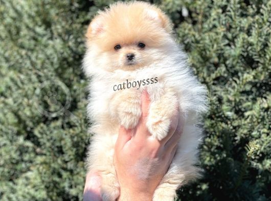 Irk Ve Sağlık Garantili Pomeranian Boo Erkek Yavrumuz görsel