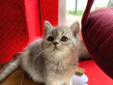 British Shorthair Dişi