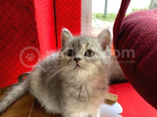 British Shorthair Dişi