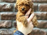 Red Brown Toy Poodle Erkek Yavrumuz