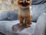 Gülen Surat Pomerani̇an Boo Oğlumuz