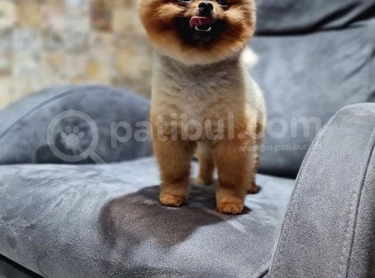 Gülen Surat Pomerani̇an Boo Oğlumuz görsel