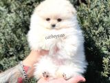 Teady Bear Pomeranian Boo Dişi Yavrumuz