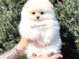Teady Bear Pomeranian Boo Dişi Yavrumuz