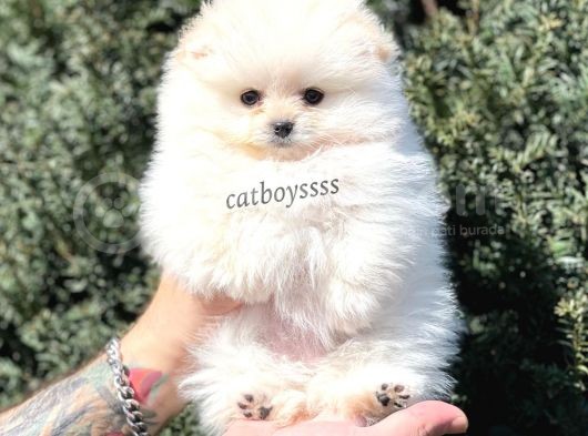 Teady Bear Pomeranian Boo Dişi Yavrumuz görsel