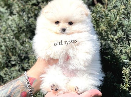 Teady Bear Pomeranian Boo Dişi Yavrumuz görsel