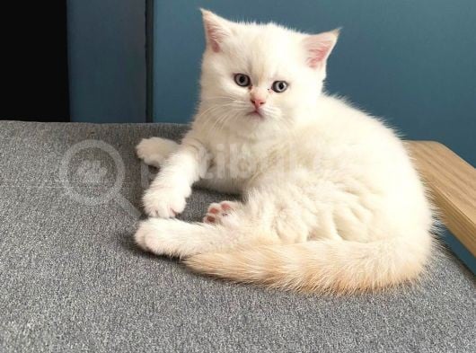 Buz Mavisi Gözlü Erkek görsel