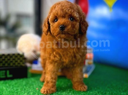 Orjinal Red Brown Oğlumuz Tody görsel