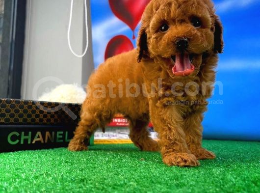 Orjinal Red Brown Oğlumuz Tody görsel