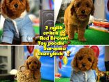 Red Brown Toy Poodle Oğlumuz Pody