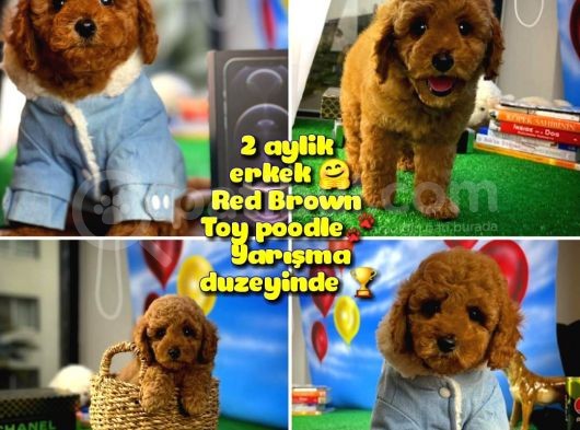 Red Brown Toy Poodle Oğlumuz Pody görsel