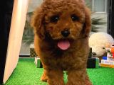 Red Brown Toy Poodle Oğlumuz Pody