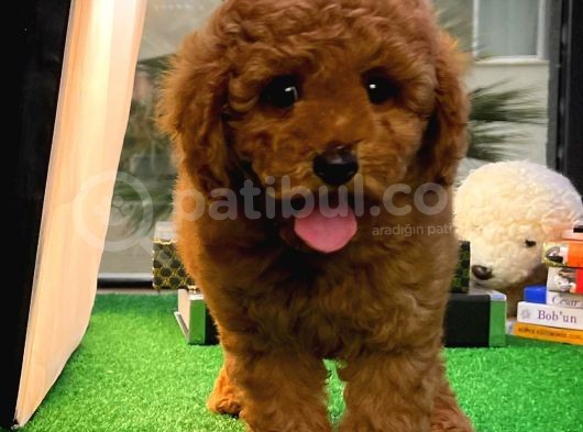 Red Brown Toy Poodle Oğlumuz Pody görsel