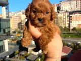 Red Malti̇poo Yavrular