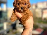 Red Malti̇poo Yavrular