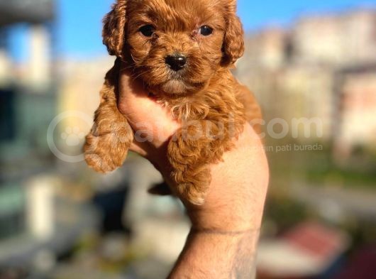 Red Malti̇poo Yavrular görsel