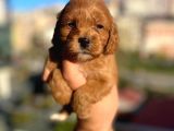 Red Malti̇poo Yavrular