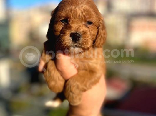 Red Malti̇poo Yavrular görsel