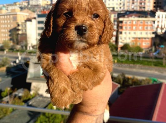 Red Malti̇poo Yavrular