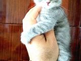 Scottish Fold Yavrular