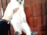 British Shorthair Yavruları